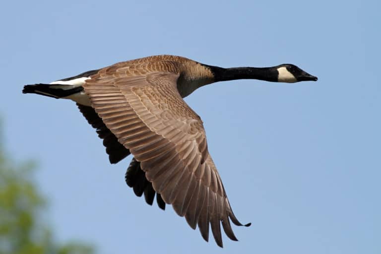 Image of Goose Flying