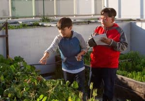 Students growing food
