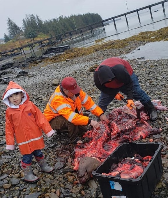 Processing a Sea Lion