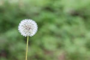 dandelion