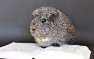 Guinea Pig Reading a Book