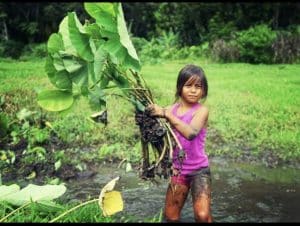 Child helping plant in the Lo'i Taro patch