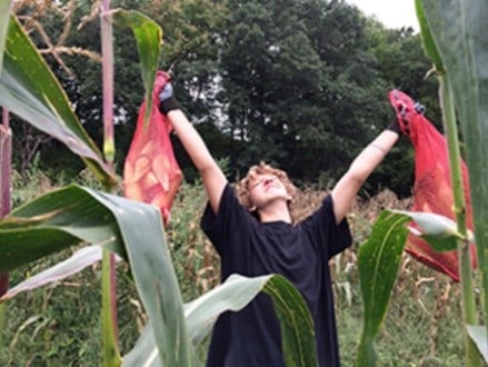 Student in Cornfield