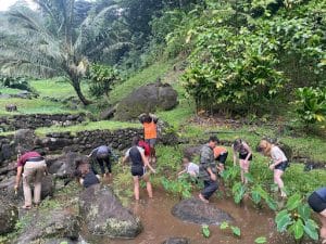 Group working in the Lo'i Taro patch