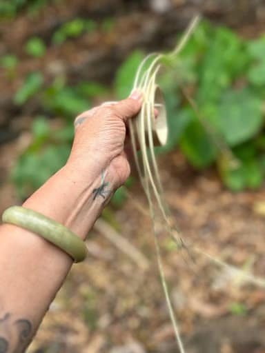 Hand holding rice or taro in the Lo'i